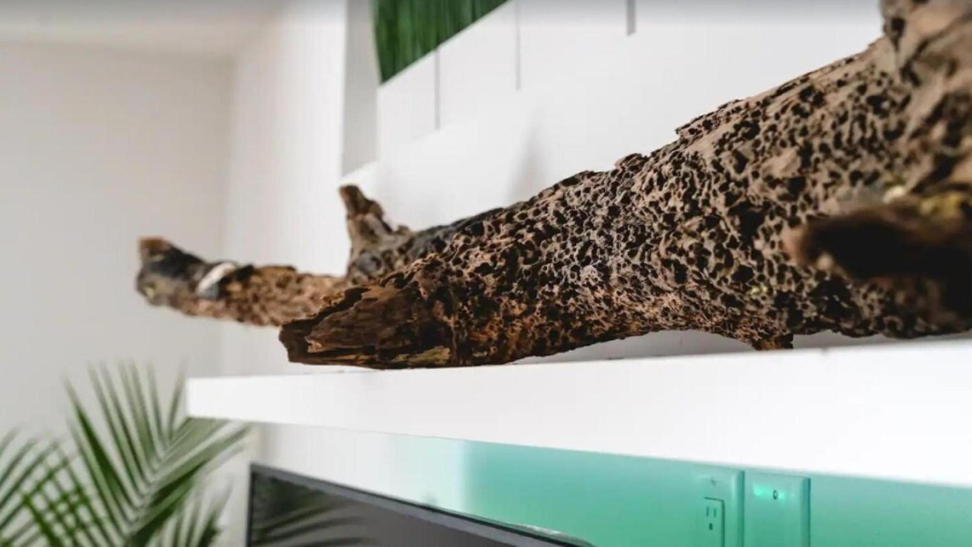 108 Loft Bradentonヴィラ エクステリア 写真